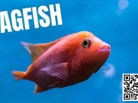 【EPCP扑克】策略教学:你是一条紧凶的“鱼”吗?对照这7点看看